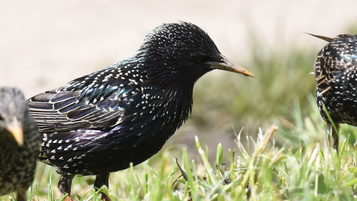 European Starling - Vlad Sladariu