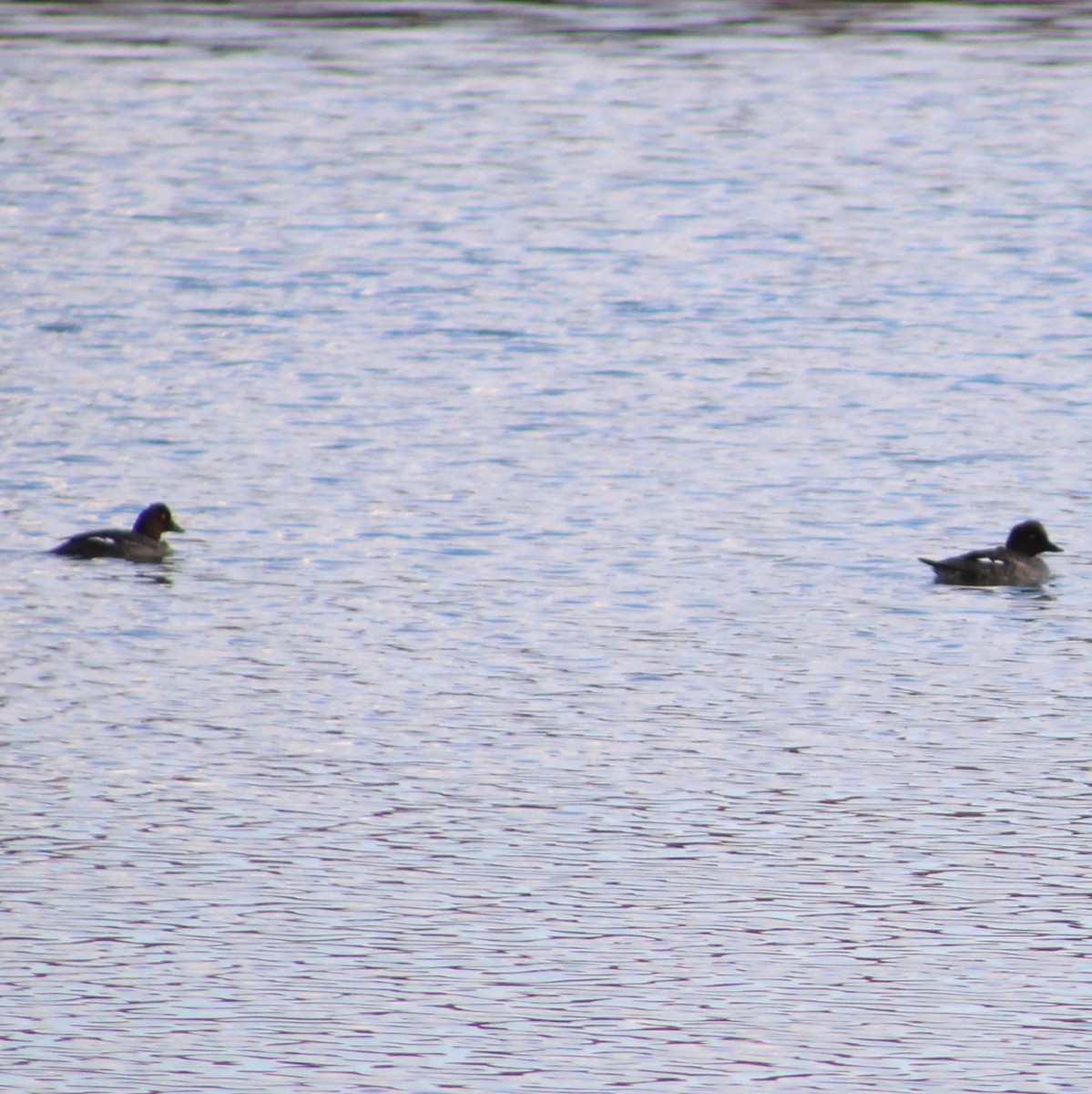 Common Goldeneye - Marsha Painter