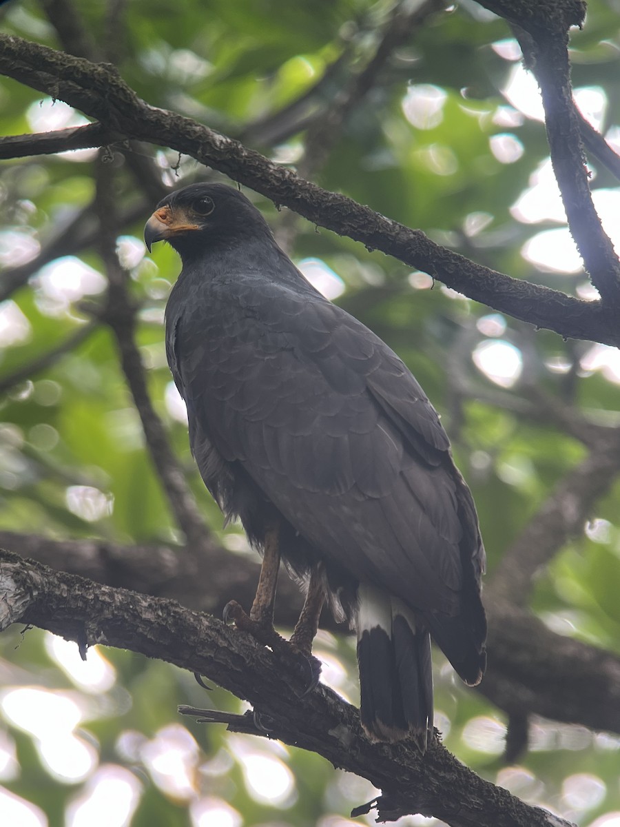 káně tmavá (ssp. anthracinus/utilensis) - ML618137688