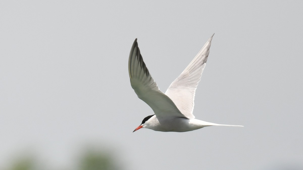 Common Tern - Vlad Sladariu