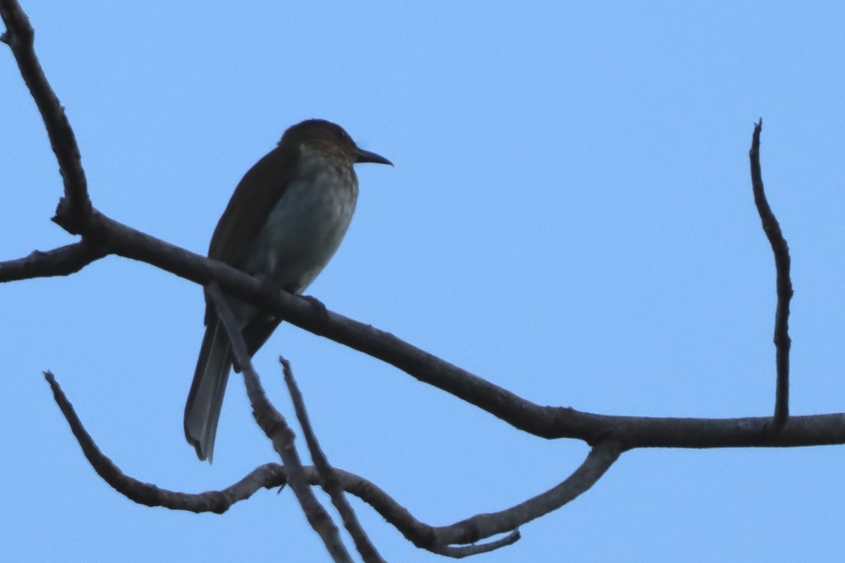 Visayan Bulbul - David Morrison