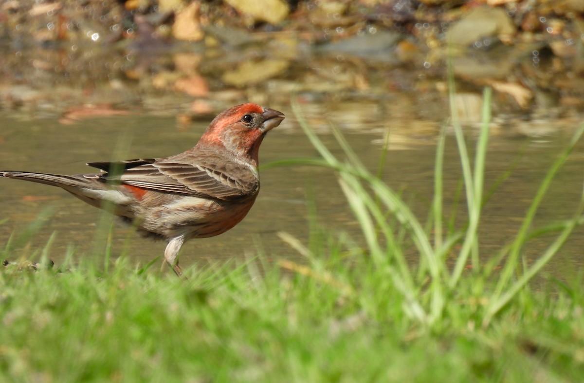 House Finch - Corvus 𓄿