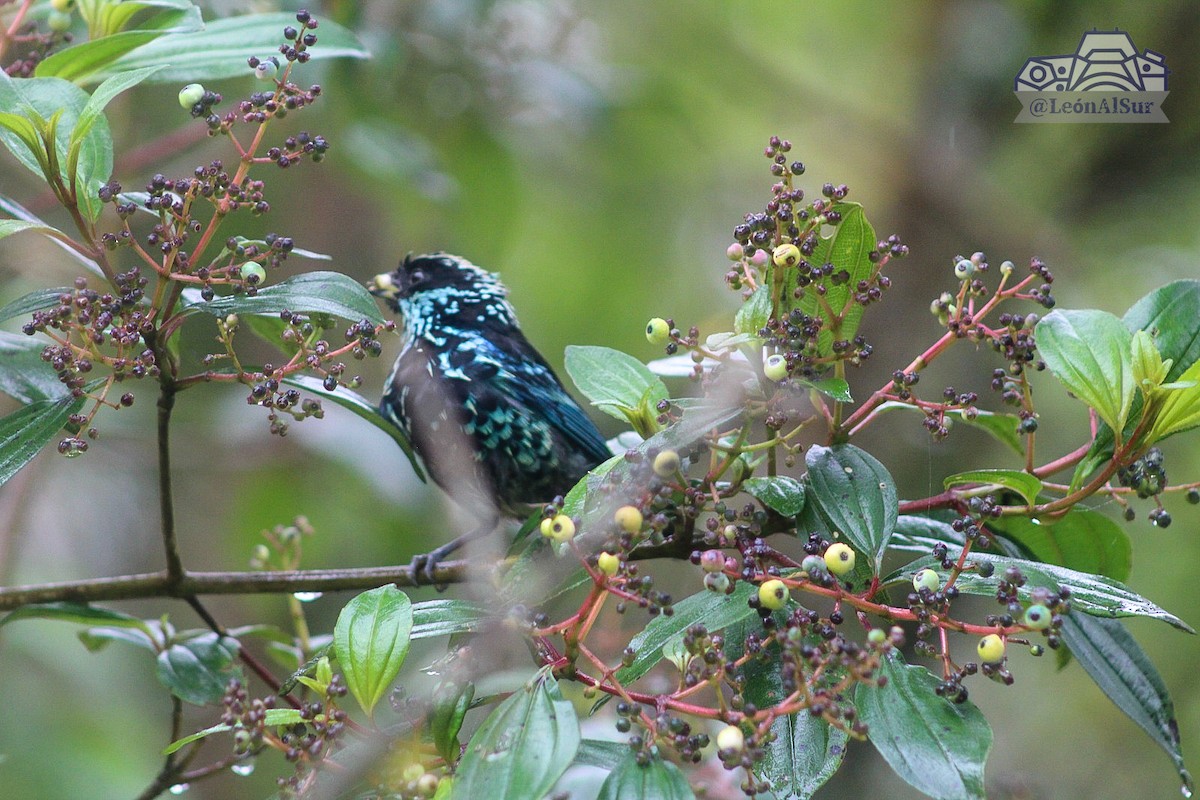 Beryl-spangled Tanager - Leonardo Suárez Pinzón