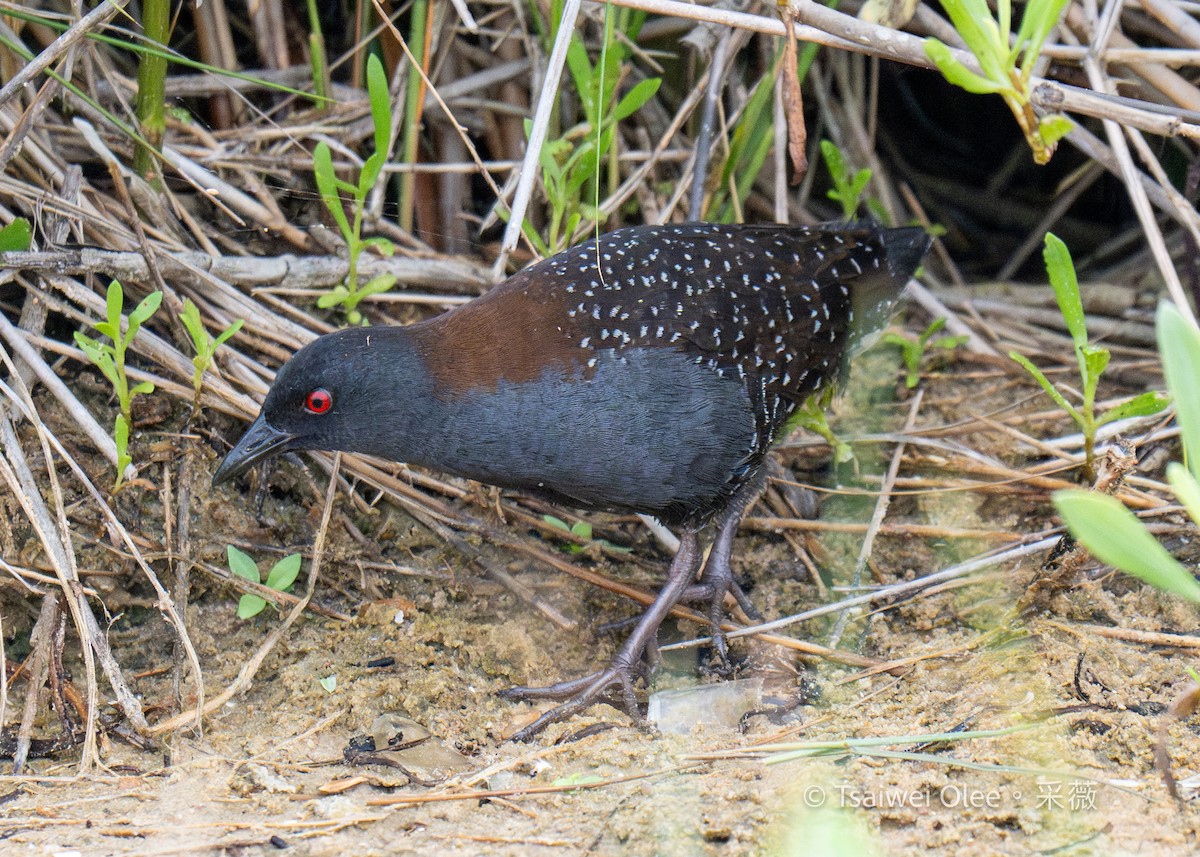 Black Rail - Tsaiwei Olee