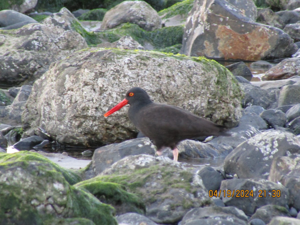 Black Oystercatcher - Thomas Czubek