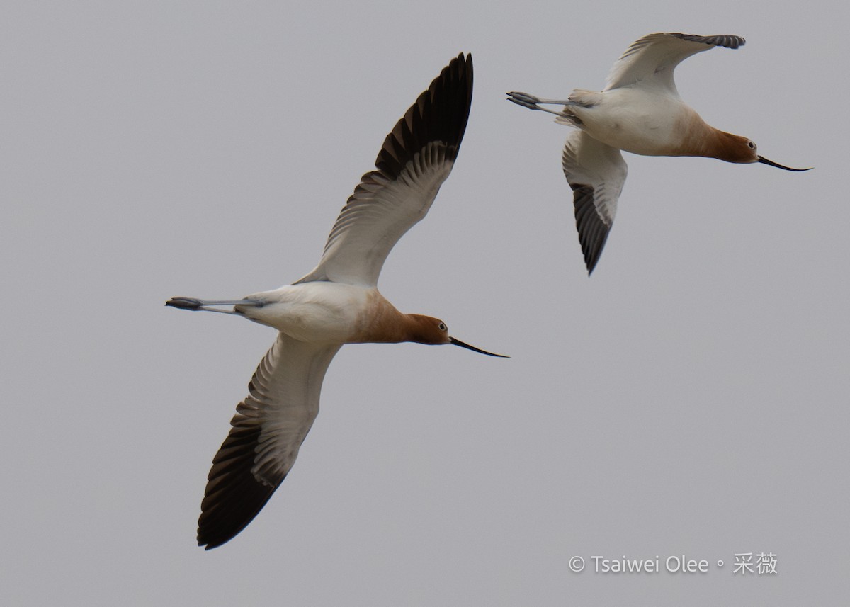 American Avocet - Tsaiwei Olee