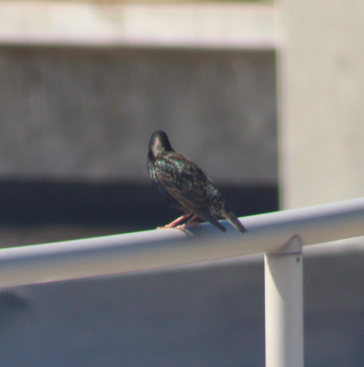 European Starling - Marsha Painter