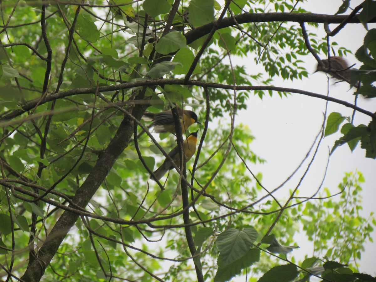 Blue-crowned Laughingthrush - Satellite Wu