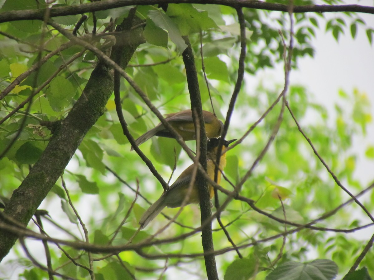 Blue-crowned Laughingthrush - Satellite Wu