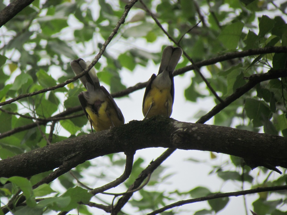 Blue-crowned Laughingthrush - Satellite Wu