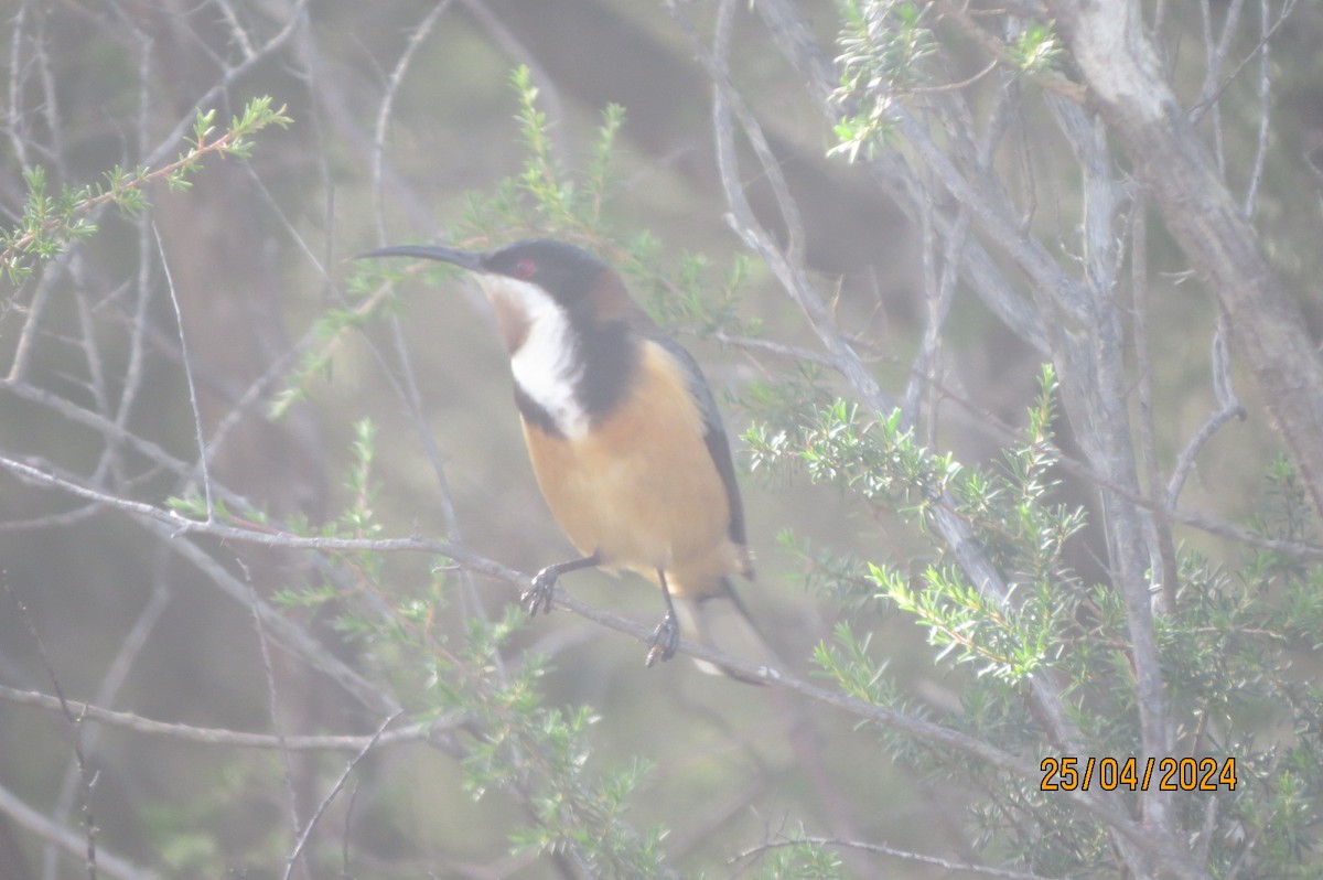 Eastern Spinebill - Hitomi Ward