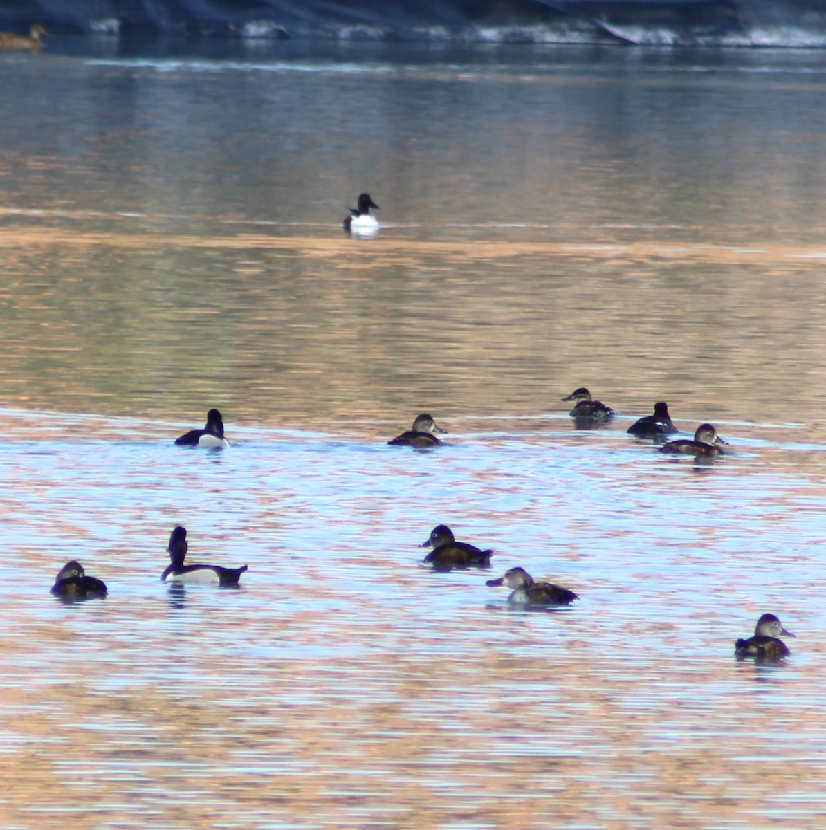 Northern Shoveler - Marsha Painter