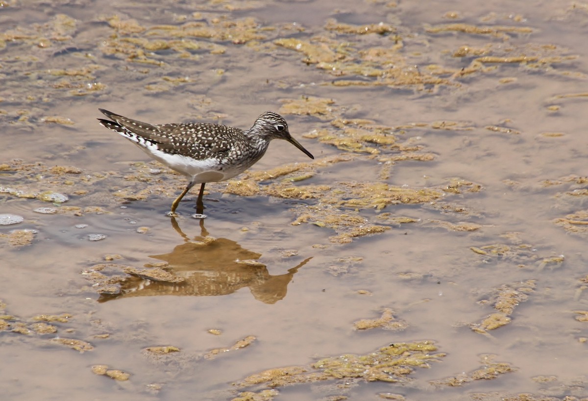 Solitary Sandpiper - Jared Peck