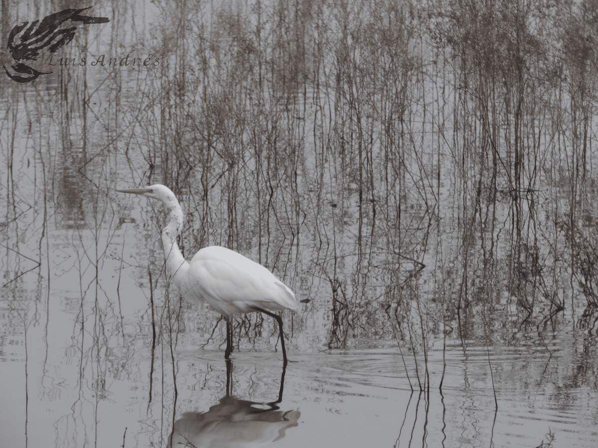 Great Egret - ML618137802