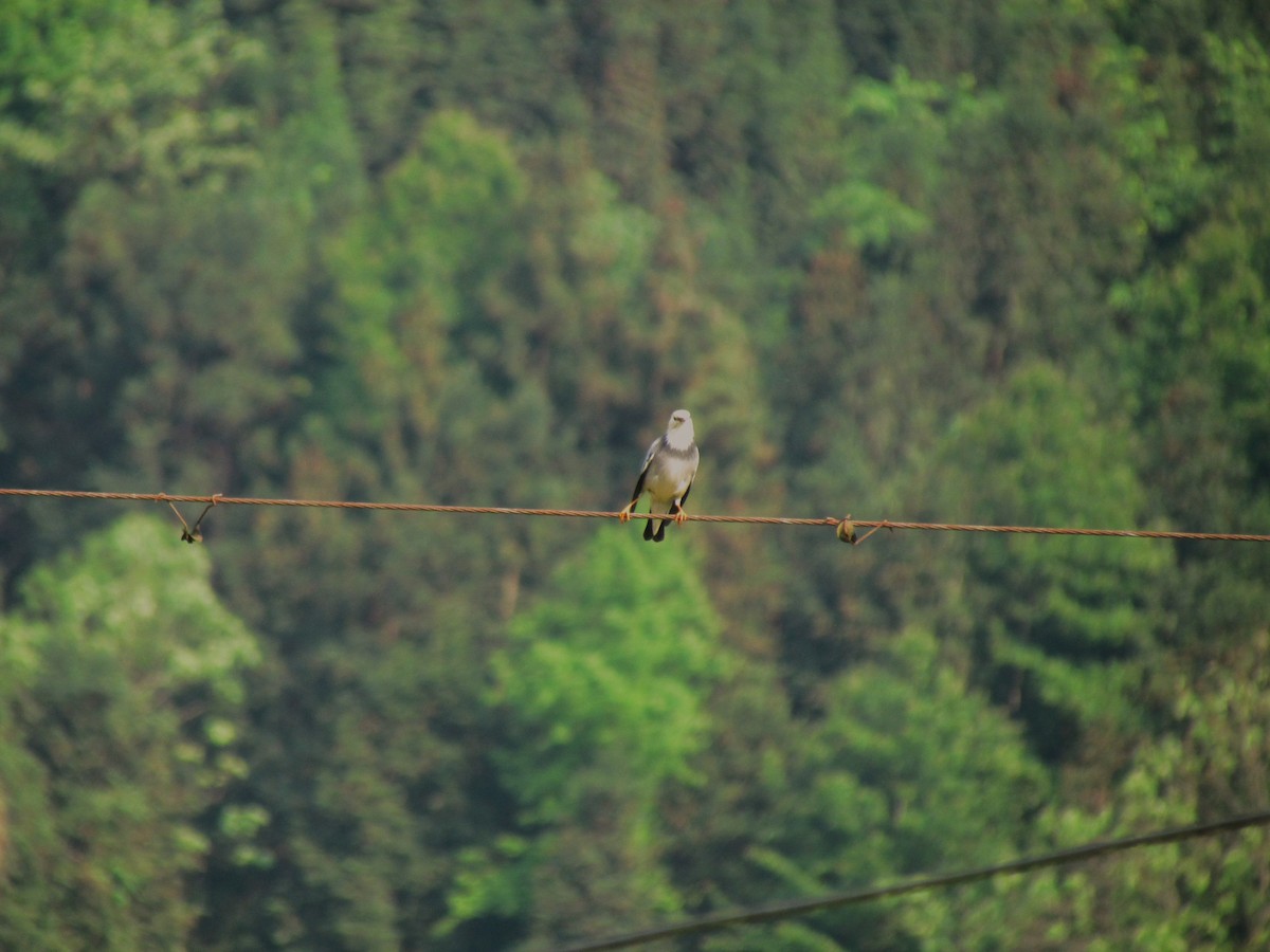 Red-billed Starling - Satellite Wu