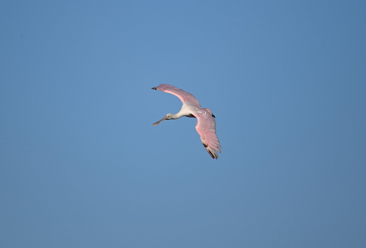 Roseate Spoonbill - ML618137808