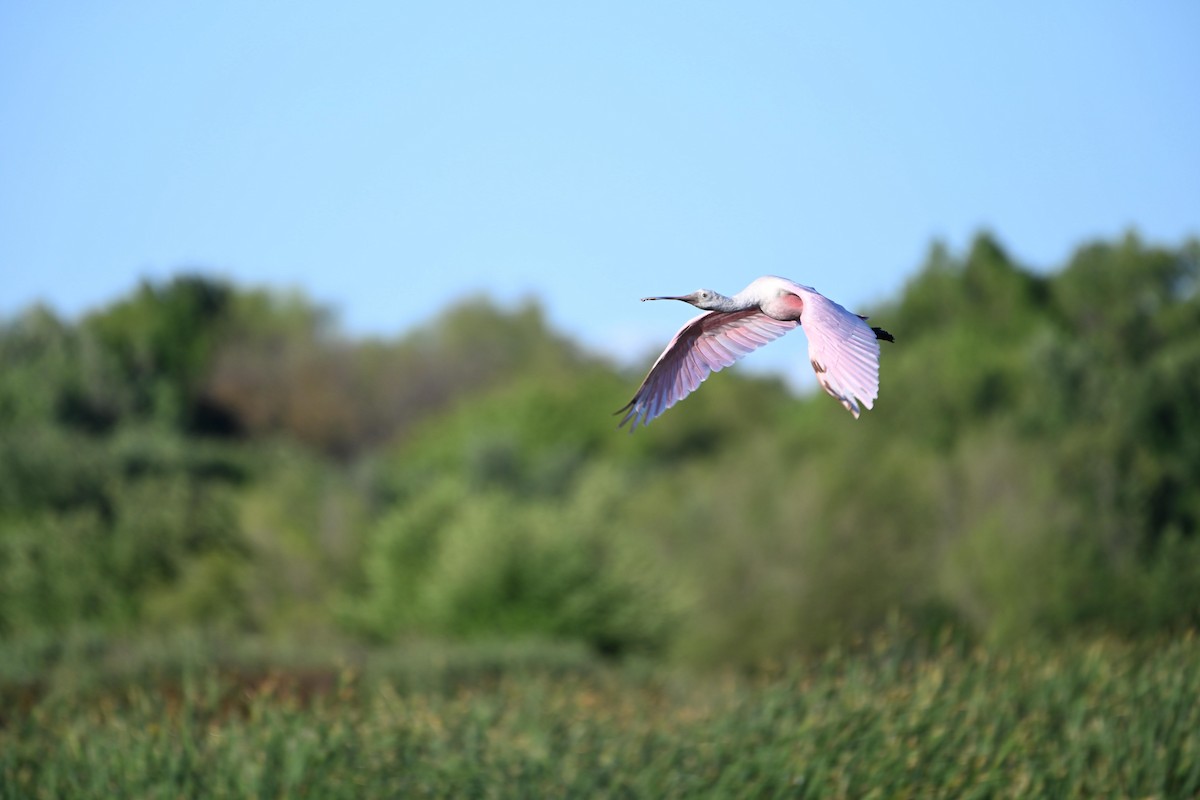 Roseate Spoonbill - ML618137809