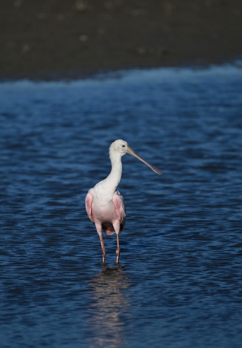 Roseate Spoonbill - ML618137813