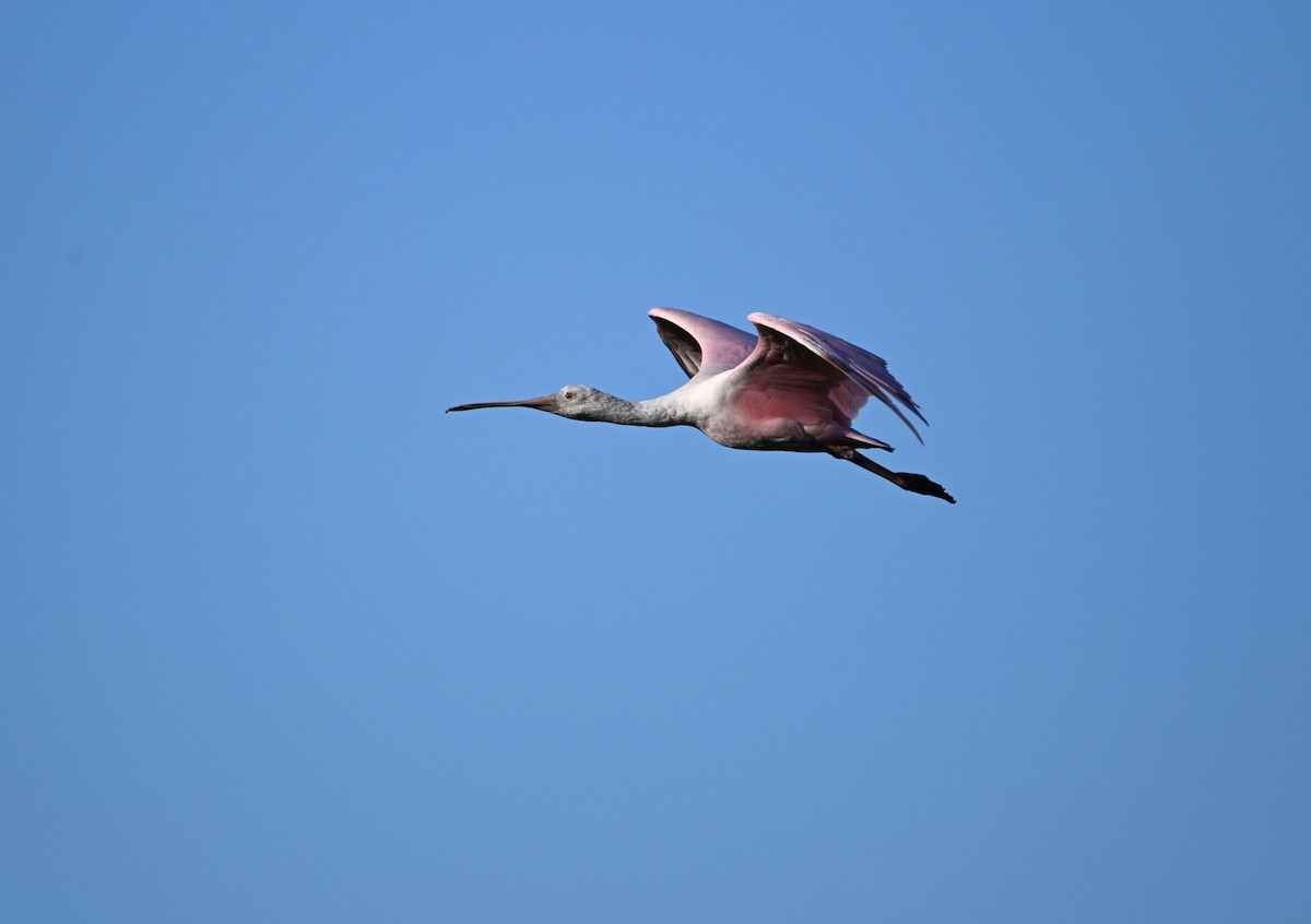 Roseate Spoonbill - ML618137816