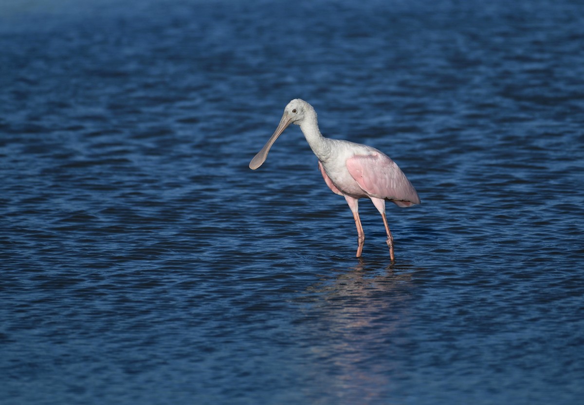 Roseate Spoonbill - ML618137817