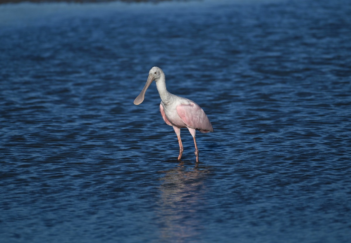 Roseate Spoonbill - James  Watts, Jr