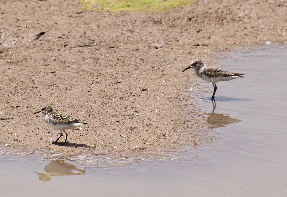 Western Sandpiper - Jared Peck