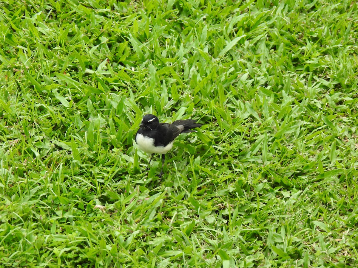 Willie-wagtail - Monica Mesch