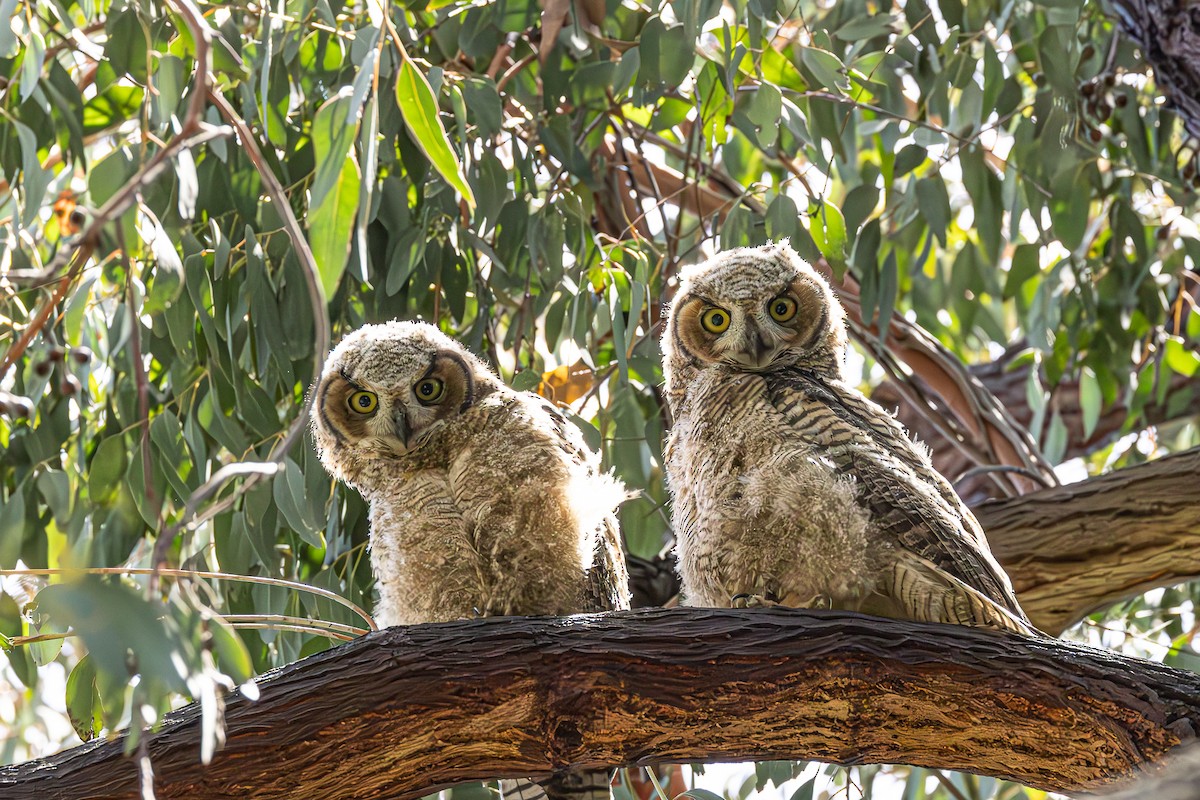 Great Horned Owl - Betty Stevens