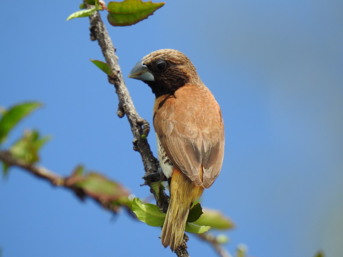 Chestnut-breasted Munia - Monica Mesch