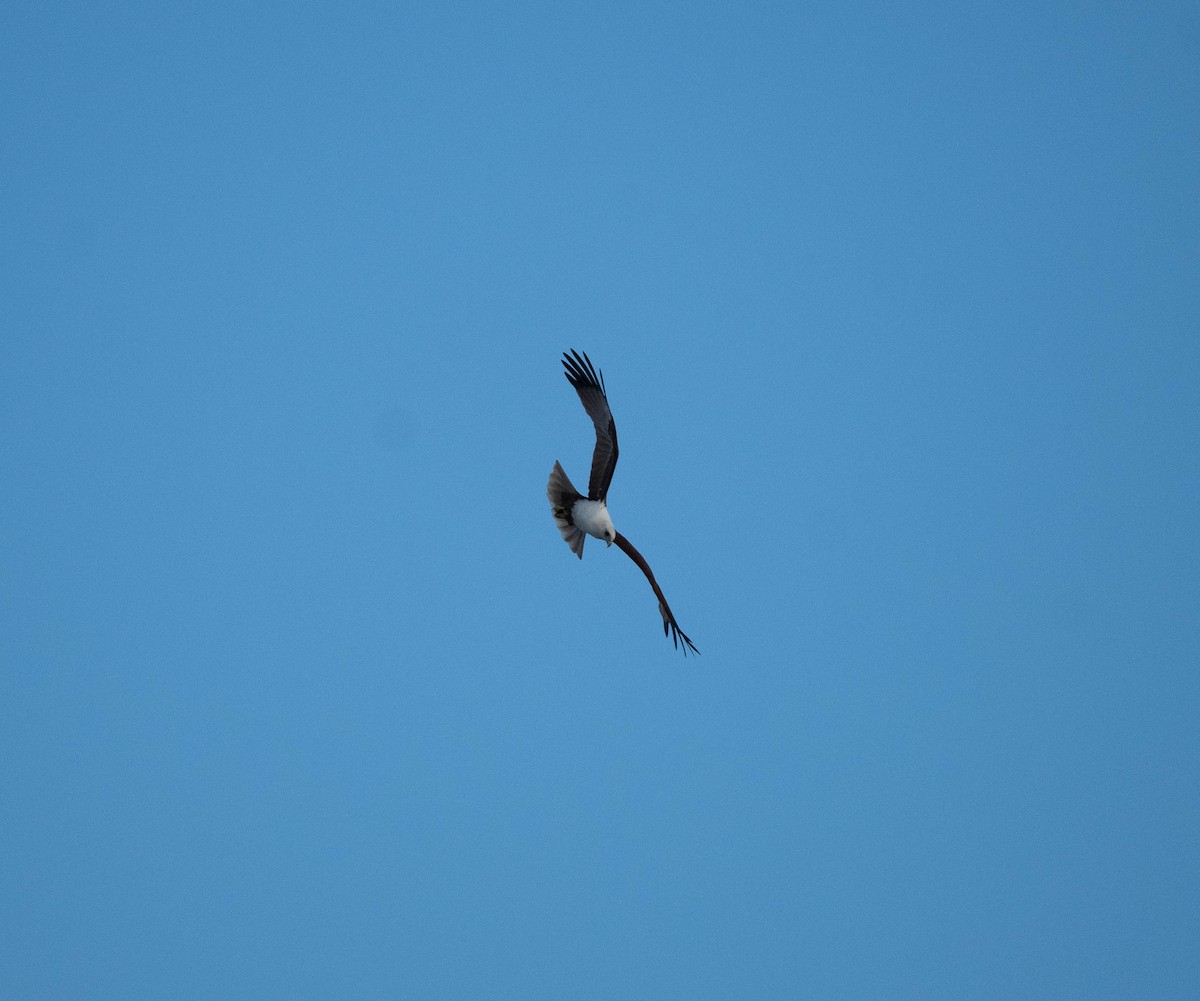 Brahminy Kite - Hitomi Ward