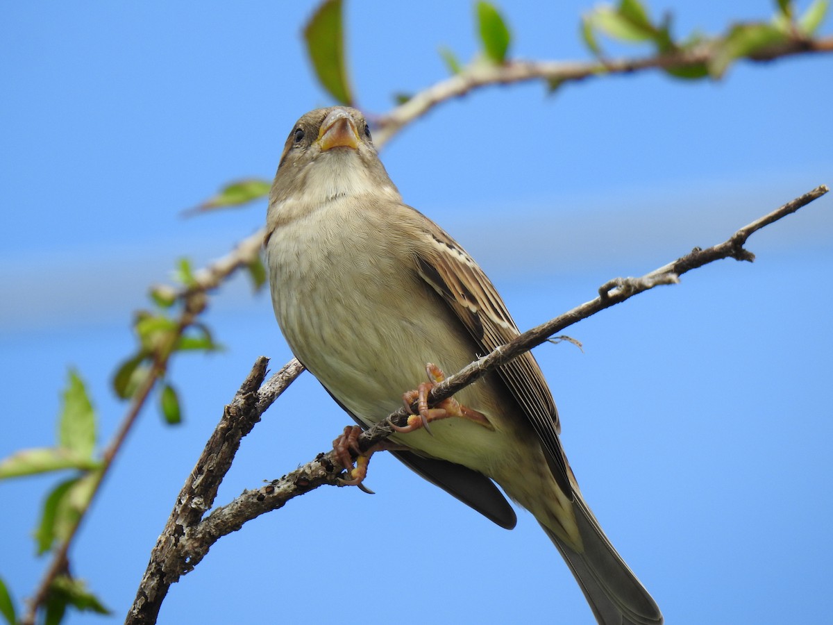 House Sparrow - Monica Mesch