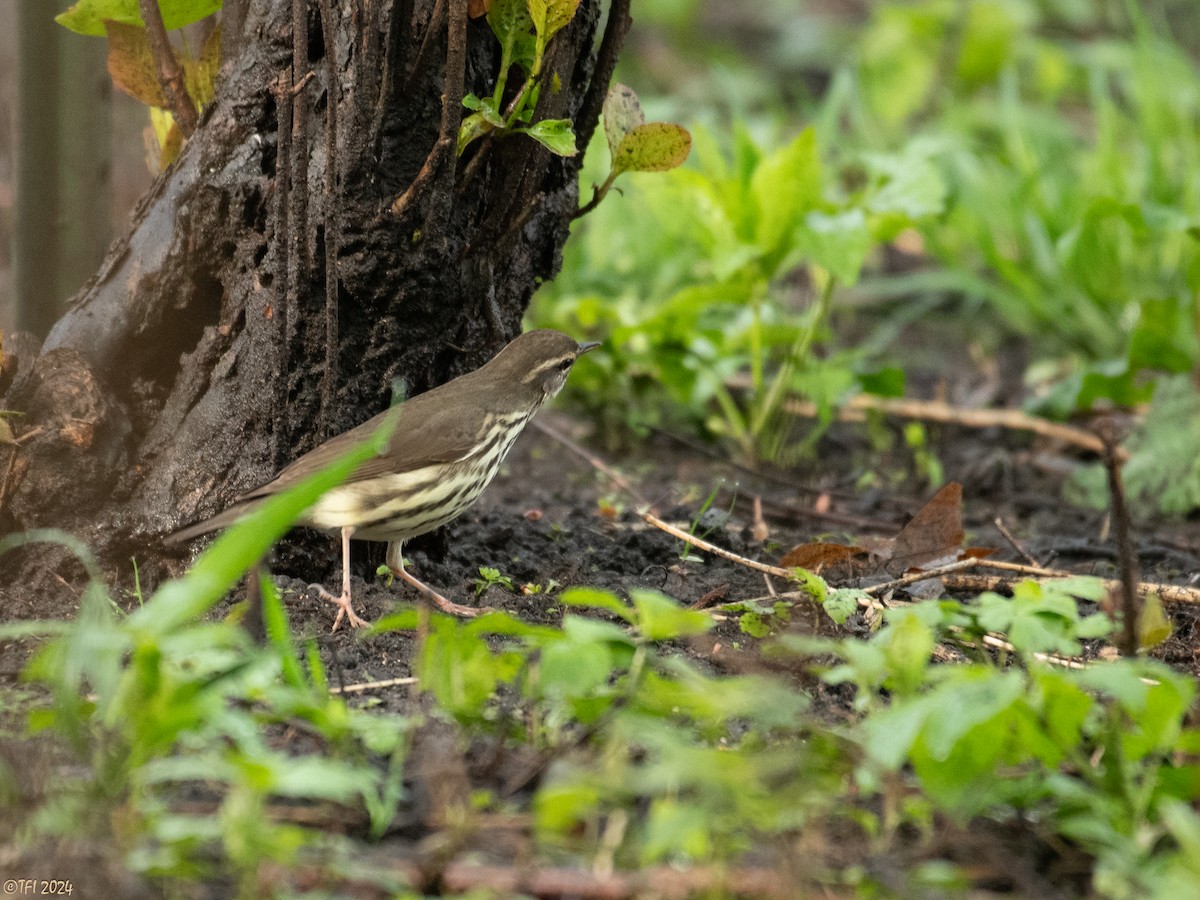 Northern Waterthrush - T I