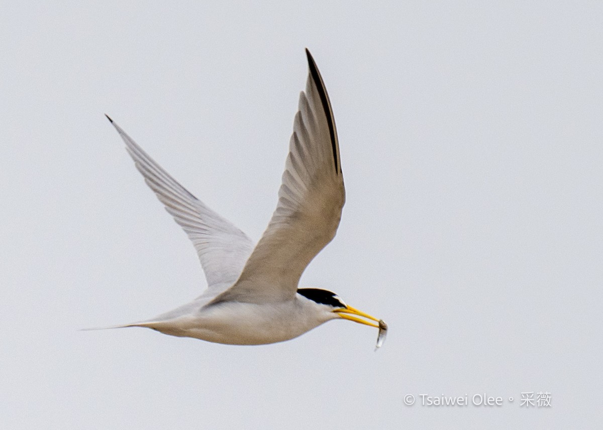 Least Tern - Tsaiwei Olee