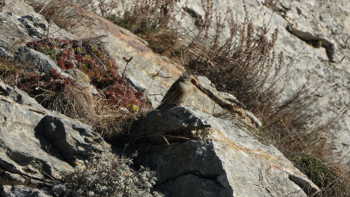 Alpine Accentor - Bruno Caula