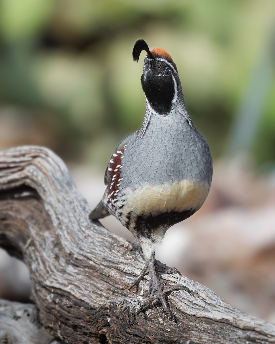 Gambel's Quail - Hannah Criswell