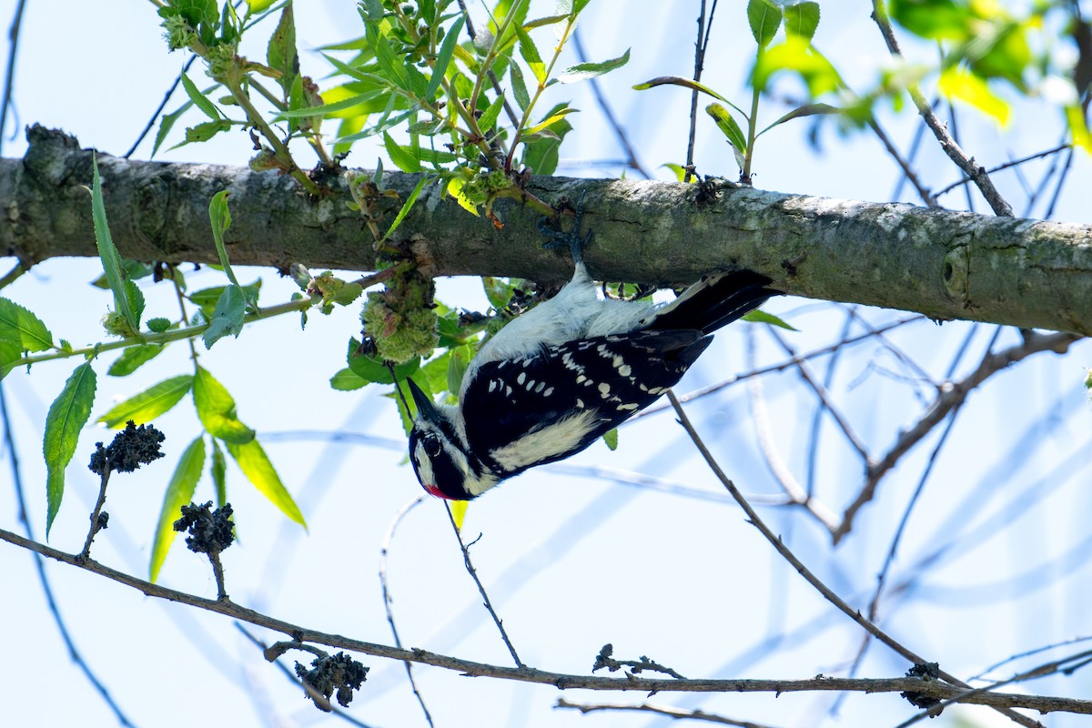 Downy Woodpecker - Brent Reed