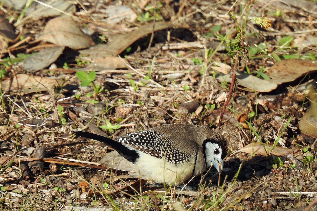 Double-barred Finch - B Jenkins