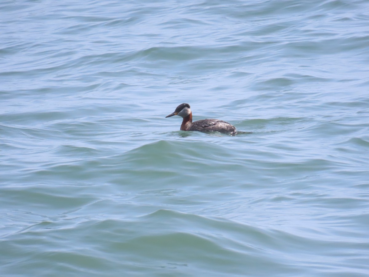 Red-necked Grebe - Ben Ward