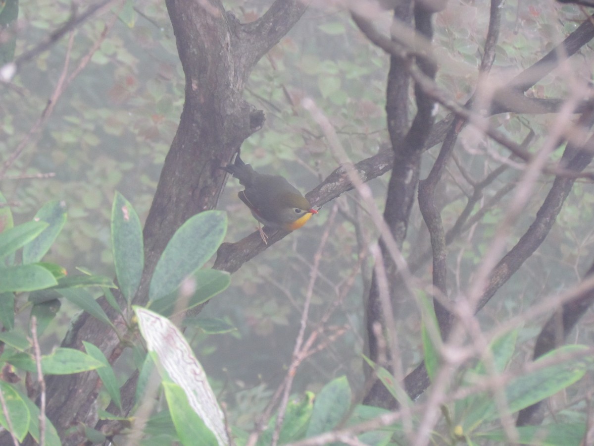 Red-billed Leiothrix - Satellite Wu