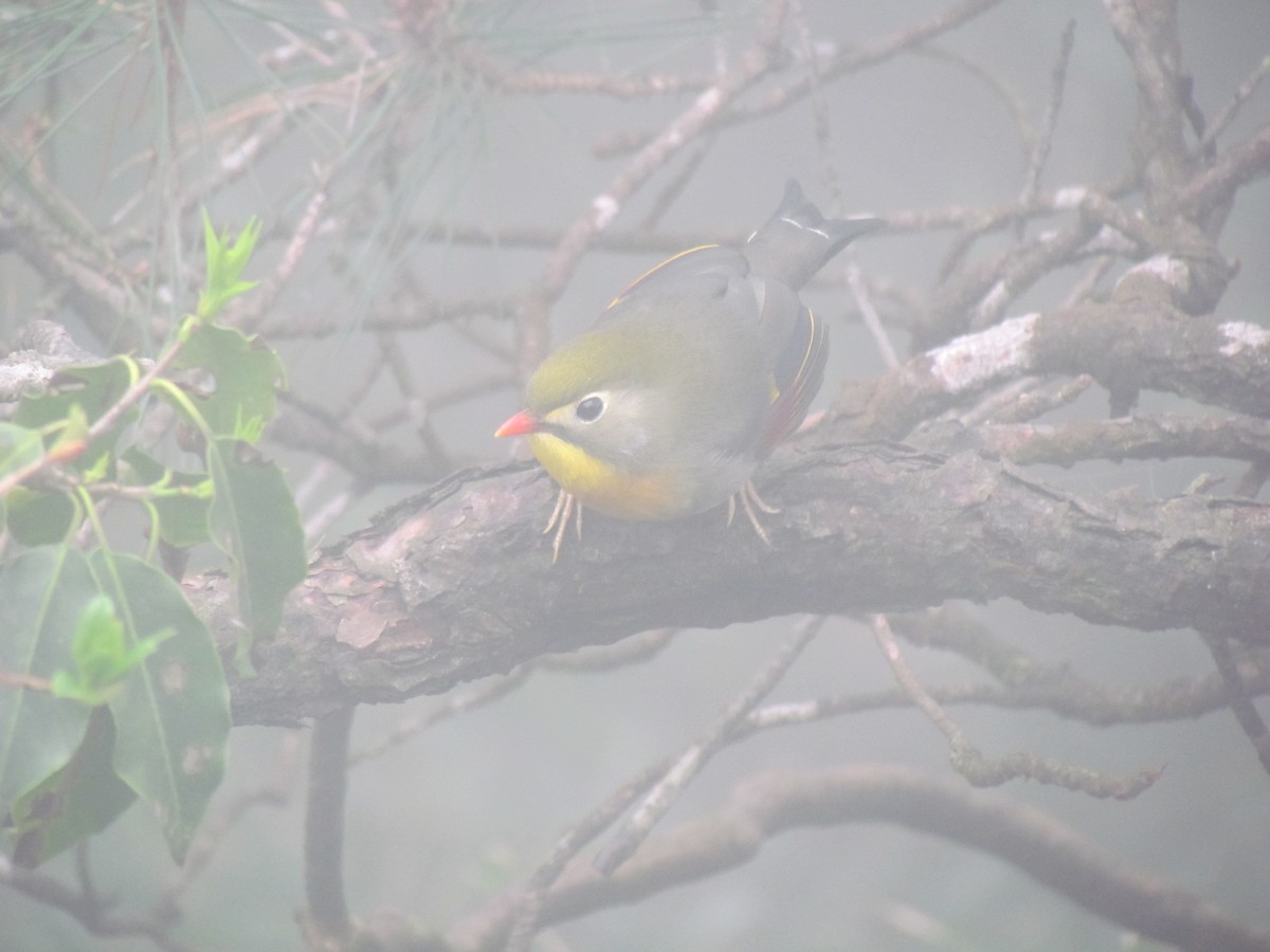 Red-billed Leiothrix - ML618137938