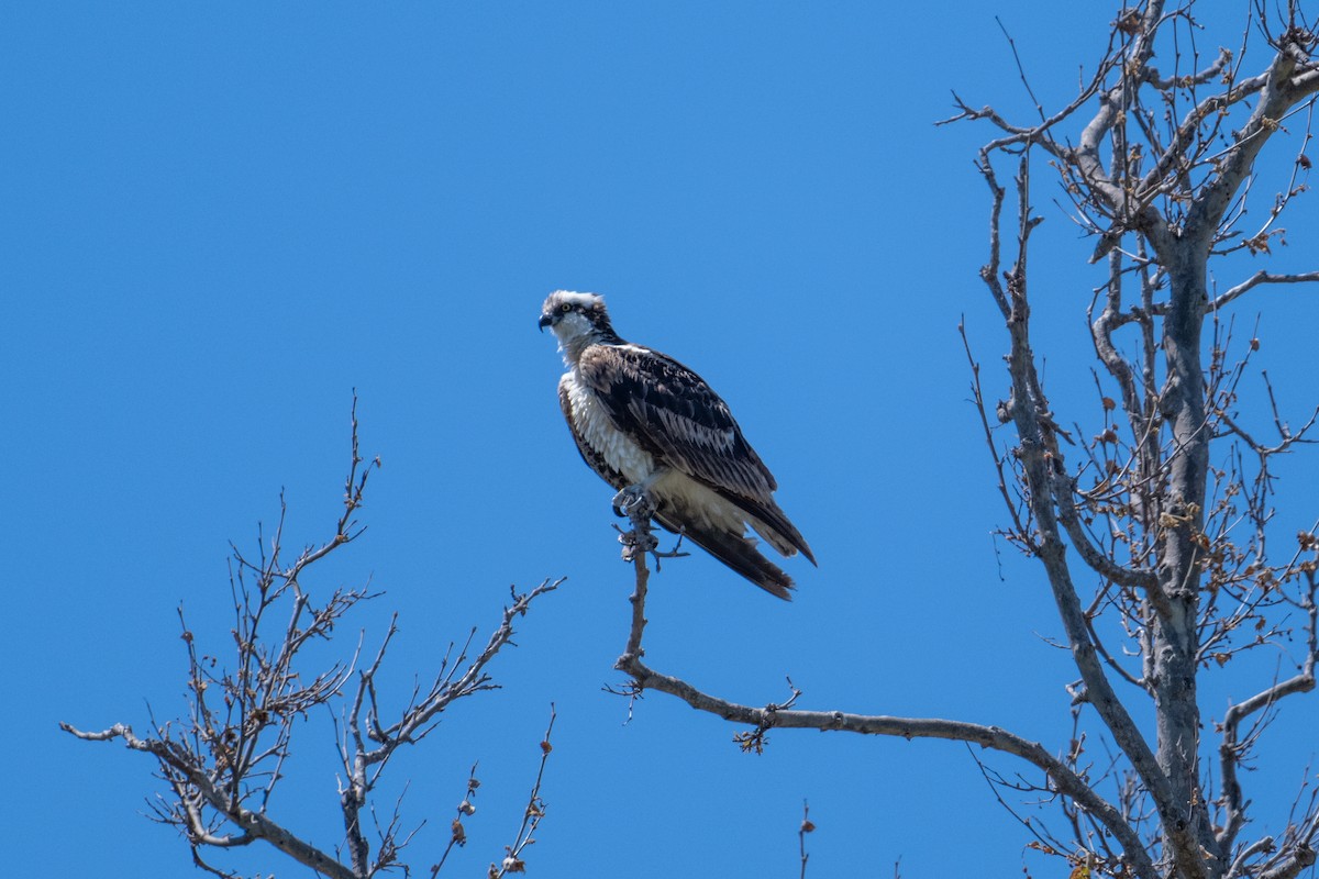 Osprey - Brent Reed