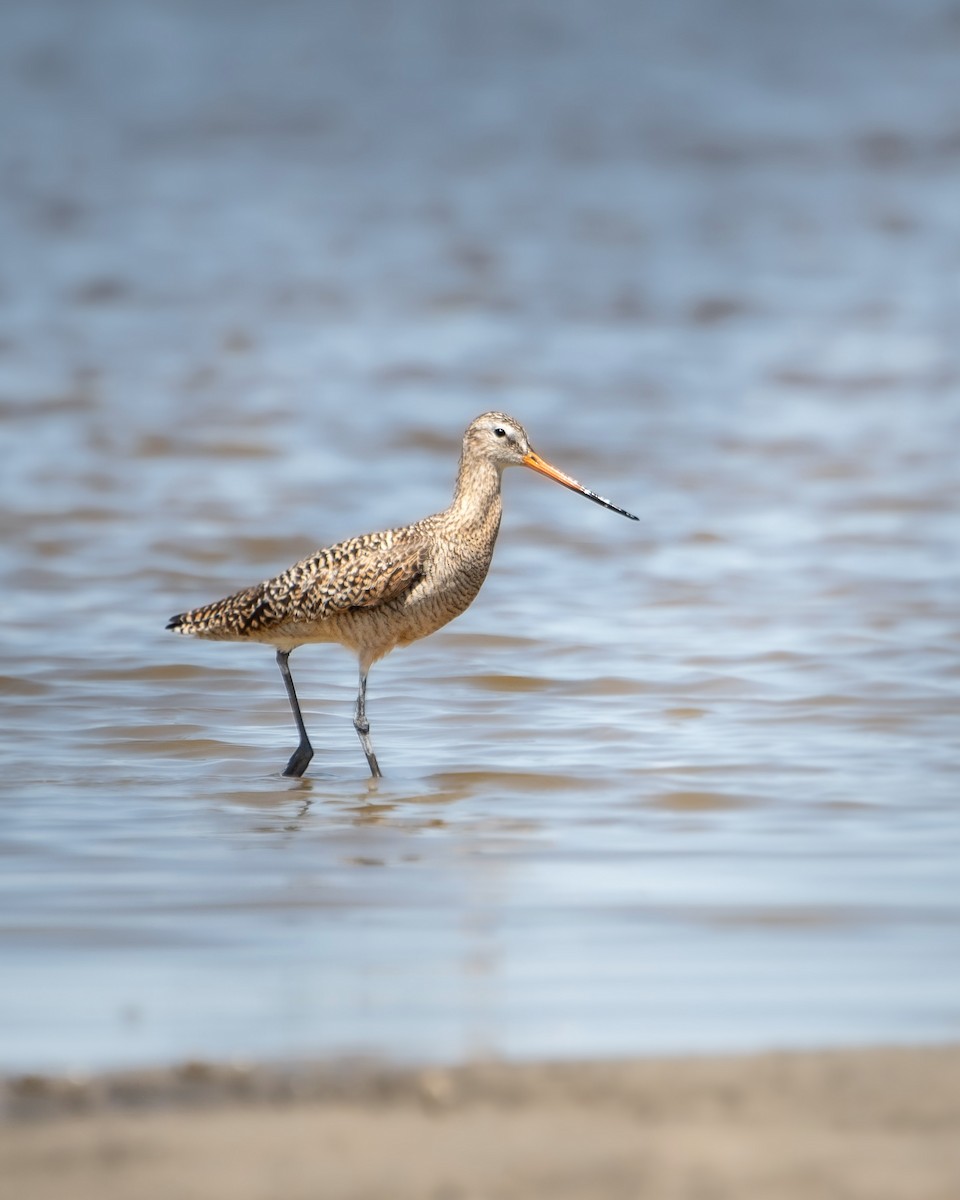 Marbled Godwit - Hannah Criswell