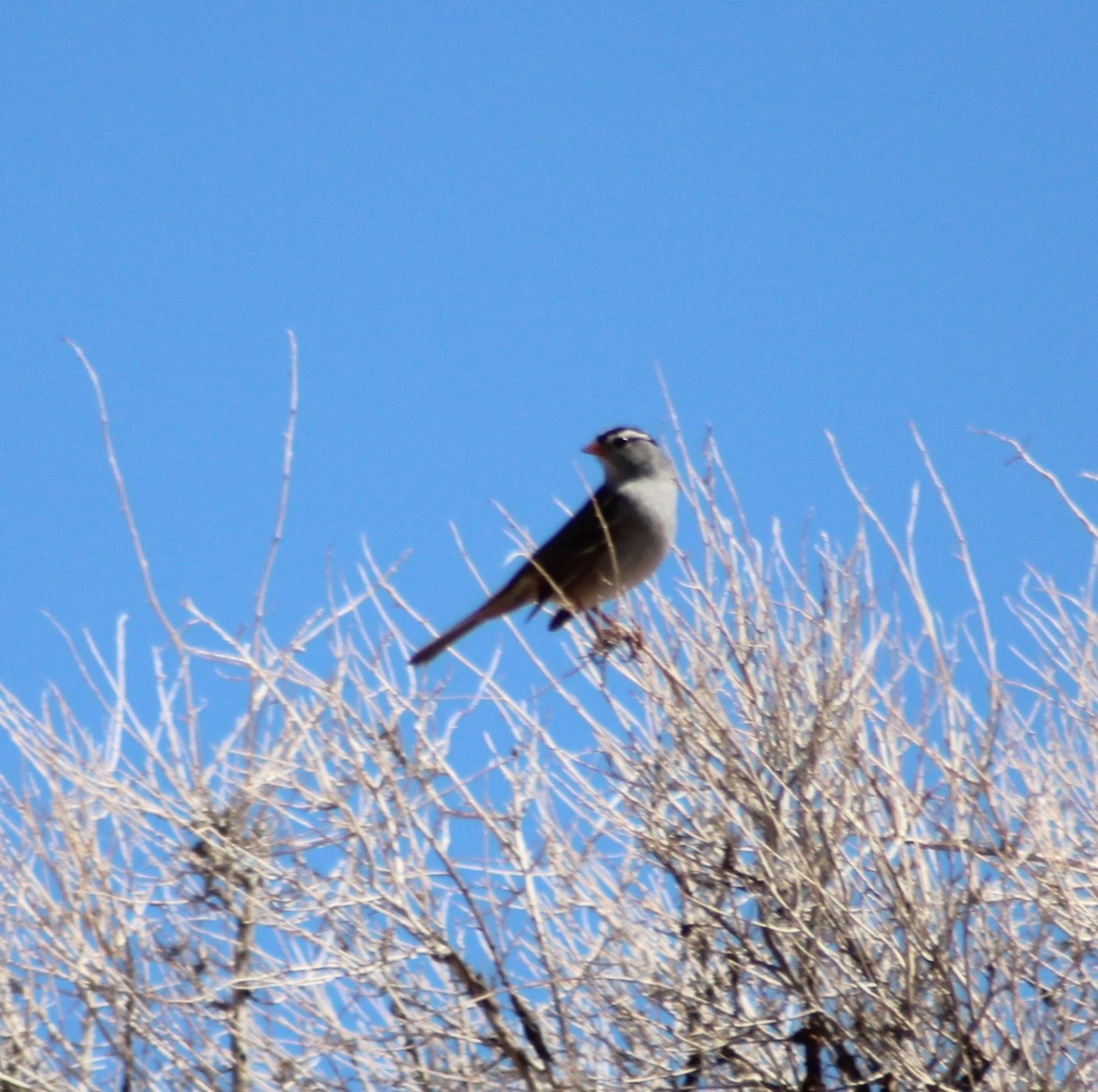 White-crowned Sparrow - Marsha Painter