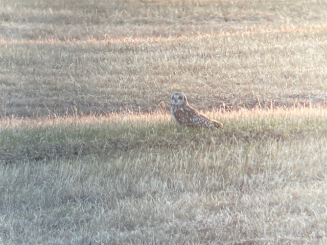 Short-eared Owl - Dominique Lavoie