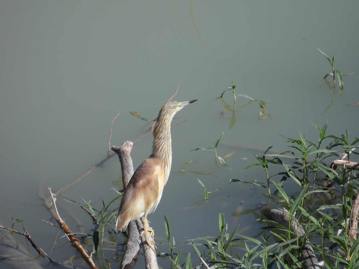 Squacco Heron - Murat Akkaya