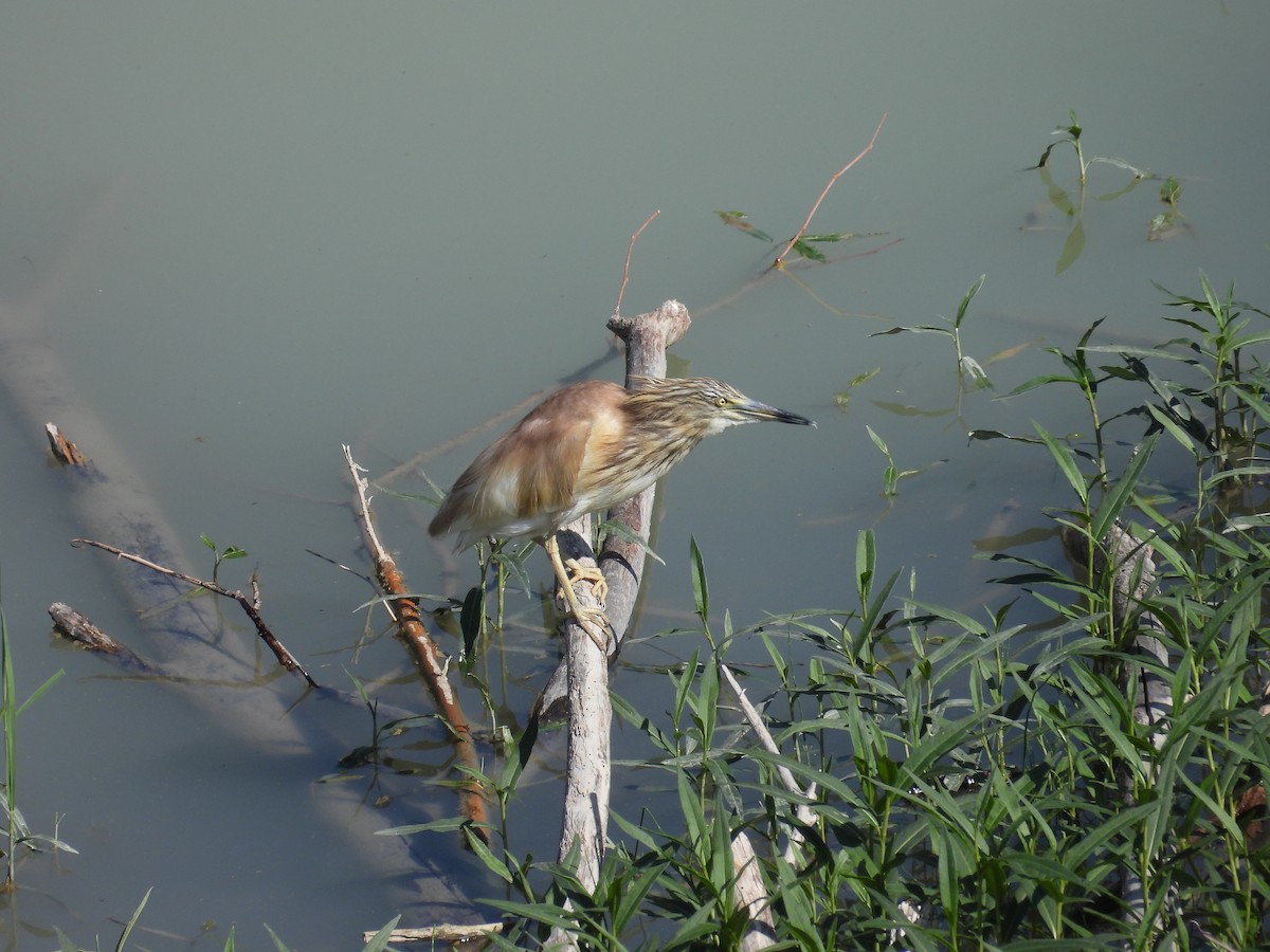 Squacco Heron - ML618137959