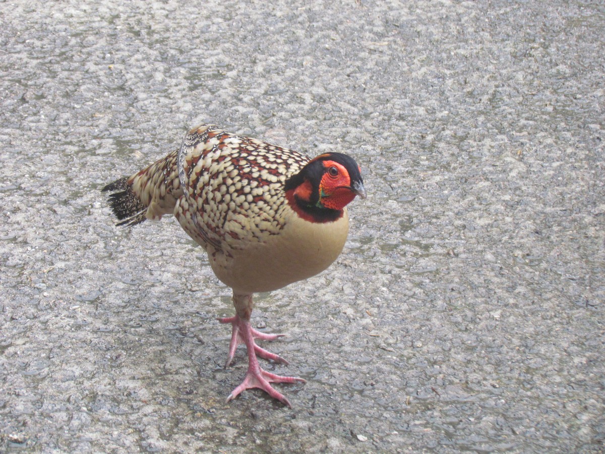 Cabot's Tragopan - Satellite Wu