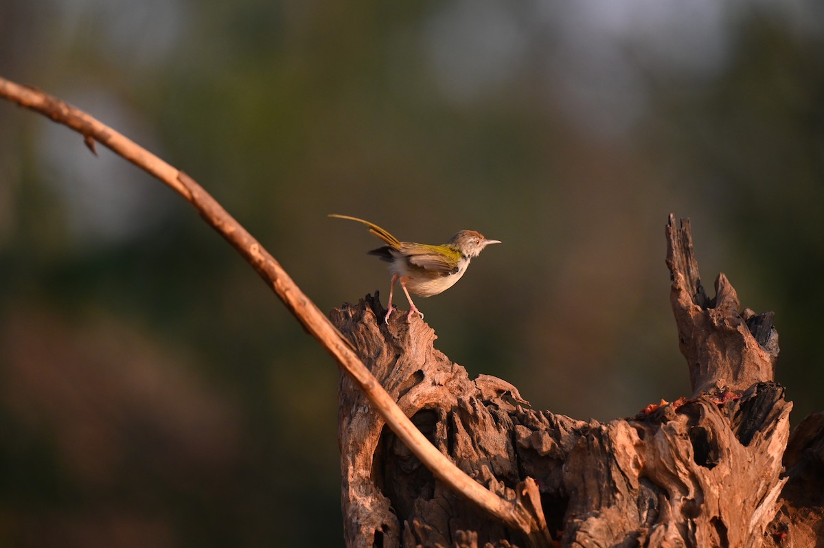 Rotstirn-Schneidervogel - ML618137974