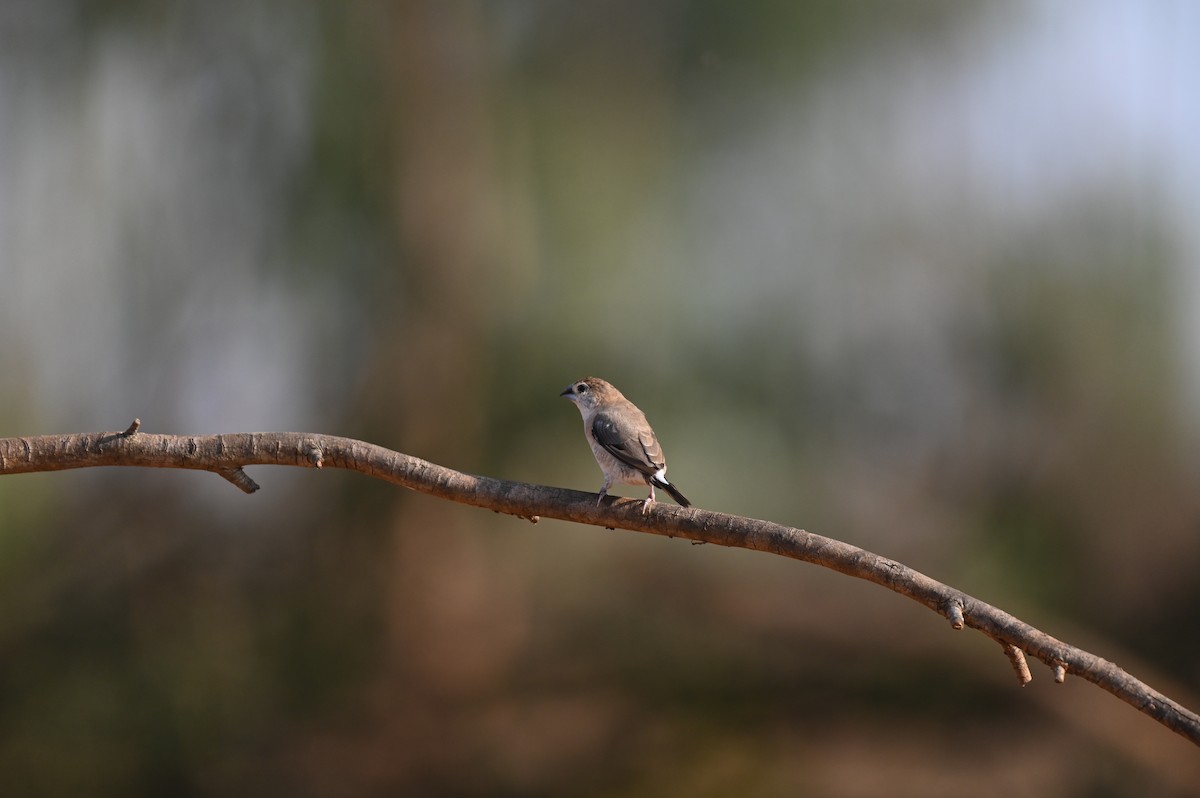 Indian Silverbill - ML618137986