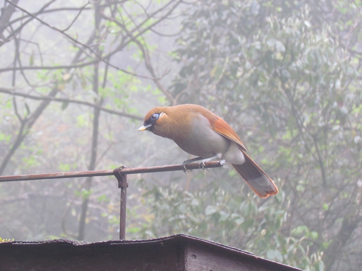 Buffy Laughingthrush - ML618138001